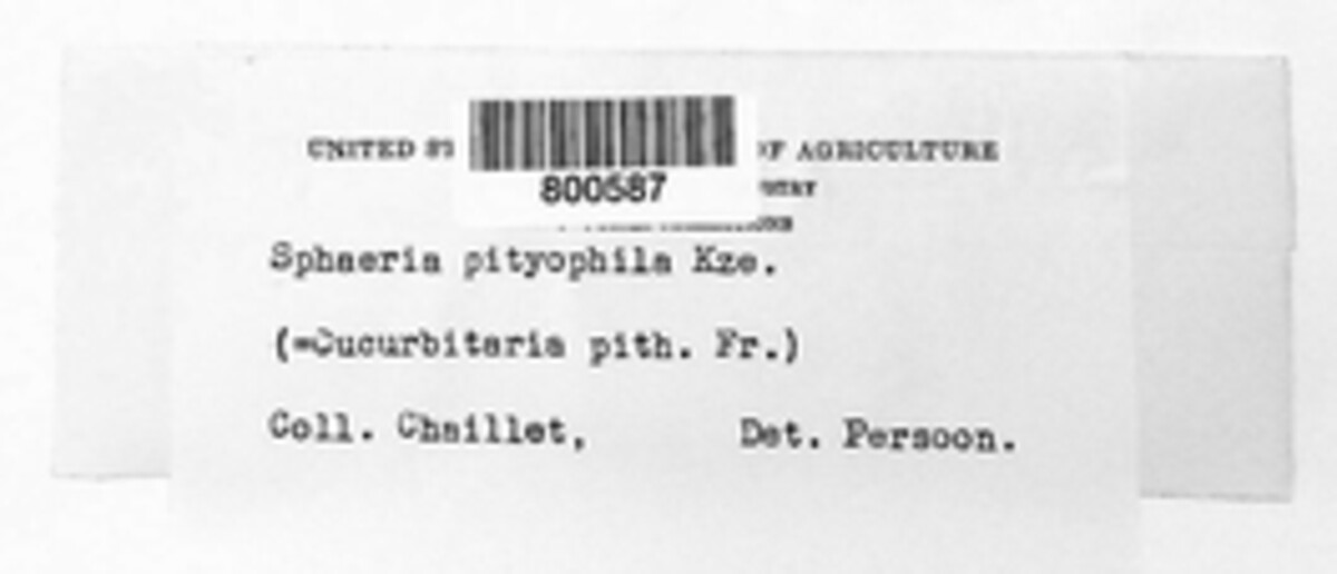 Curreya pithyophila image